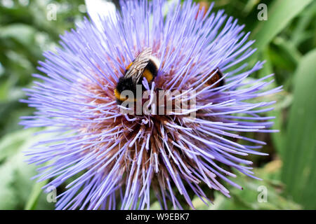 Cardoon, Artischocke Blütenkopf mit Biene sammelt Nektar Stockfoto