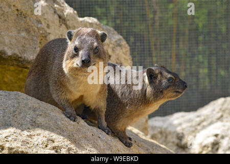 Zwei Klippschliefer (Procavia capensis) auch genannt Klippschliefer auf Stein Stockfoto