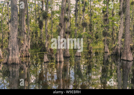 Scenic Drive Cypress National Preserve, Everglades National Park, Florida, USA - 18. Juli 2018: Ansicht einer Wasser marsch entlang der Kreuzung Loop Road Cyp Stockfoto