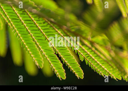 Albizia Julibrissin 'Rosea' Blätter an Hintergrundbeleuchtung Sonnenuntergang. Grüner Hintergrund. Allgemein bekannt als rosa Seide Baum ist ein Baum oder Strauch mit herrlichem Stockfoto