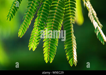 Albizia Julibrissin 'Rosea' Blätter an Hintergrundbeleuchtung Sonnenuntergang. Grüner Hintergrund. Allgemein bekannt als rosa Seide Baum ist ein Baum oder Strauch mit herrlichem Stockfoto