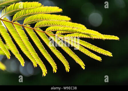 Albizia Julibrissin 'Rosea' Blätter an Hintergrundbeleuchtung Sonnenuntergang. Grüner Hintergrund. Allgemein bekannt als rosa Seide Baum ist ein Baum oder Strauch mit herrlichem Stockfoto