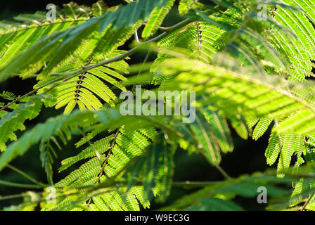 Albizia Julibrissin 'Rosea' Blätter an Hintergrundbeleuchtung Sonnenuntergang. Grüner Hintergrund. Allgemein bekannt als rosa Seide Baum ist ein Baum oder Strauch mit herrlichem Stockfoto