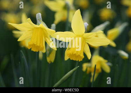 Narzissen (Narcissus) in Mottisfont Abbey Gardens, Romsey, Hampshire, Großbritannien Stockfoto