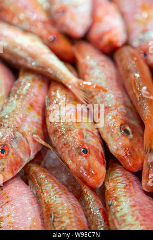 Frischer Fisch auf dem lokalen Markt von Olhao, Algarve, Portugal. Stockfoto