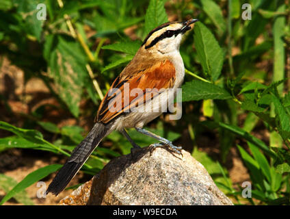 Ein Mitglied der Familie Bush shrike, die Braun-gekrönt oder 3-streifig Tchagra ist ein scheuer Vogel, schleicht um in srub und Dickichten Stockfoto