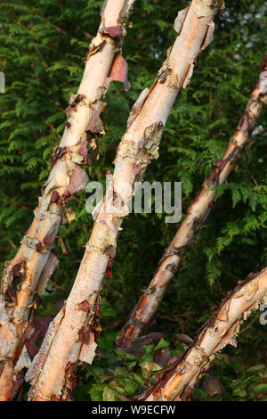 Fluss Birke (Betula nigra) Baumstämme bilden ein Muster in Mottisfont Abbey Wintergarten, Romsey, Hampshire, Großbritannien Stockfoto