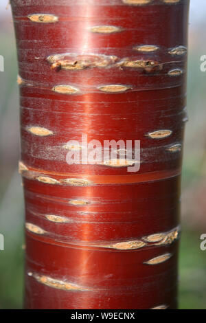 Nahaufnahme der Amtsleitung und glänzendem Kupfer Rinde des Tibetischen Kirschbaum (Prunus Serrula), in Mottisfont Abbey Gardens, Romsey, Hampshire, Großbritannien Stockfoto