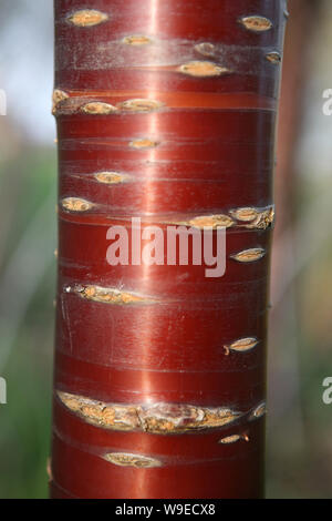 Nahaufnahme der Amtsleitung und glänzendem Kupfer Rinde des Tibetischen Kirschbaum (Prunus Serrula), in Mottisfont Abbey Gardens, Romsey, Hampshire, Großbritannien Stockfoto