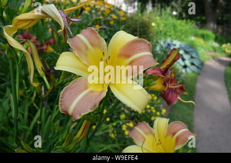 Sommer in Nova Scotia: Baguette Daylily Blumen Stockfoto