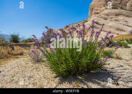 Lila Wildblumen an Mormon Felsen im San Bernardino National Forest Stockfoto