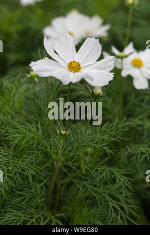 Schmuckkörbchen 'Reinheit' Blume Stockfoto