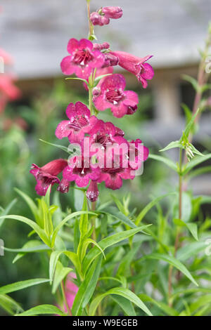 Penstemon, Granat. Stockfoto