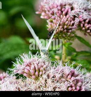 Kohl weiß (Pieris rapae) Schmetterling ließ sich auf einen lila wilde Blume Cluster mit einer schwarzen Fliege auf seinem Flügel. Stockfoto