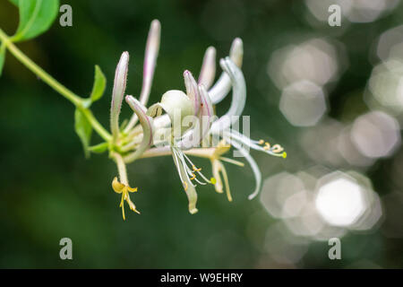 Geißblatt (Lonicera periclymenum) wild wachsen in Hampshire Stockfoto