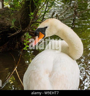 Weißer Schwan mit einem verdrehen Hals, da es selbst preens Stockfoto