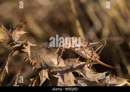 Ephippiger ephippiger. Weibliche Zikade in ihrer natürlichen Umgebung fotografiert. Stockfoto