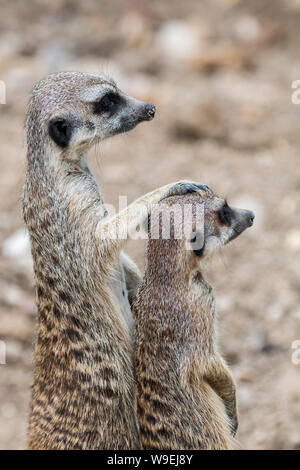 Zwei alert/Erdmännchen Erdmännchen (Suricata suricatta) aufrecht und um suchen, die in den Wüsten des südlichen Afrika Stockfoto