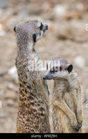 Zwei alert/Erdmännchen Erdmännchen (Suricata suricatta) aufrecht und um suchen, die in den Wüsten des südlichen Afrika Stockfoto