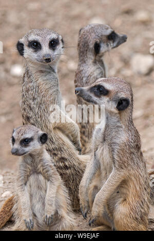 Mob von Erdmännchen/Gruppe von alarmiert Erdmännchen (Suricata suricatta) mit juveniler aufrecht sitzend und um das Suchen, beheimatet in Wüsten von Südafrika Stockfoto