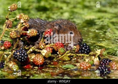 European Water Vole oder Northern Water Vole, Arvicola amphibius Stockfoto