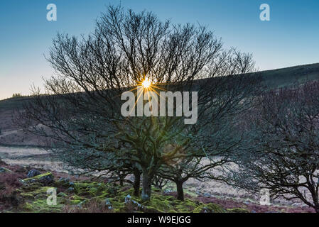Wistmans Holz, Dartmoor. Ein starburst Sonne scheint durch eine kleine Gruppe von Bäumen. Stockfoto