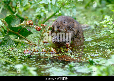 European Water Vole oder Northern Water Vole, Arvicola amphibius Stockfoto