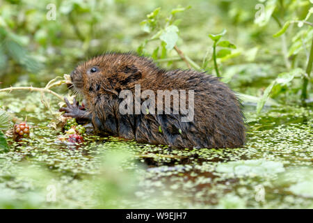 European Water Vole oder Northern Water Vole, Arvicola amphibius Stockfoto