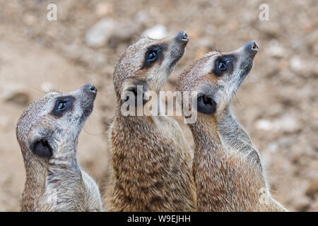 Alert/Erdmännchen Erdmännchen (Suricata suricatta) suchen und halten ein Auge heraus für fliegende Greifvögel, die in den Wüsten des südlichen Afrika Stockfoto