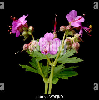 Balkan-Storchschnabel, Geranium macrorrhizum ist ein Storchschnabelgewaechs mit schoenen Blueten lilarosa. Sie ist tot und wird eine Blattschmuckstaude Stockfoto