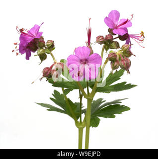 Balkan-Storchschnabel, Geranium macrorrhizum ist ein Storchschnabelgewaechs mit schoenen Blueten lilarosa. Sie ist tot und wird eine Blattschmuckstaude Stockfoto