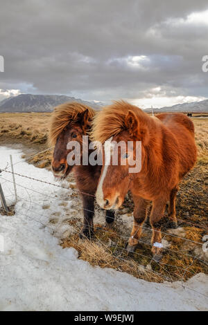 Islandpferde in der Nähe der Straße im Winter Stockfoto