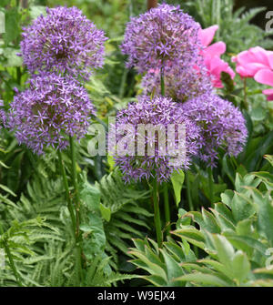 Zierlauch, Riesenlauch, Allium Giganteum ist eine wunderschoene Zierpflanze im Garten und hat lila Blueten. Zierpflanzen Lily, riesige Lily, Allium Gigant Stockfoto