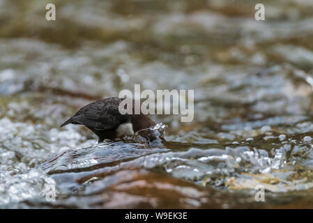 Den Pendelarm in der fluss Walkham, Dartmoor, Devon. Stockfoto