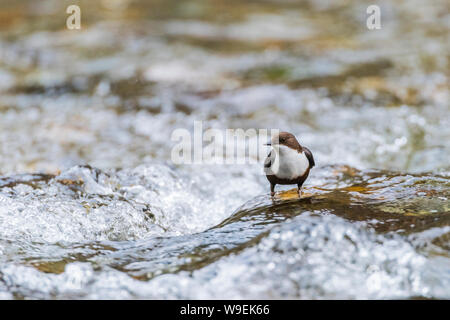 Den Pendelarm in der fluss Walkham, Dartmoor, Devon. Stockfoto