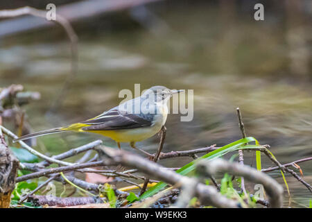 Gelbe Bachstelze, Motacilla flava, auf Ästen am Flußufer. Seitenansicht Stockfoto