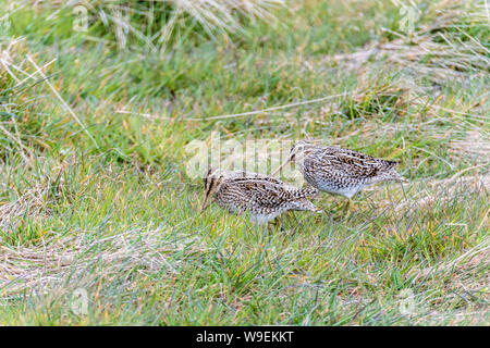 Paar Magellanic Snipes, Gallinago magellanica, Sea Lion Island, auf den Falkland Islands, British Overseas Territory Stockfoto