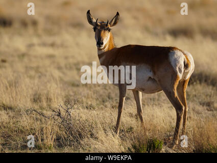 Eine schwangere Pronghorn steht in der Wüste Gras am Nachmittag. Stockfoto