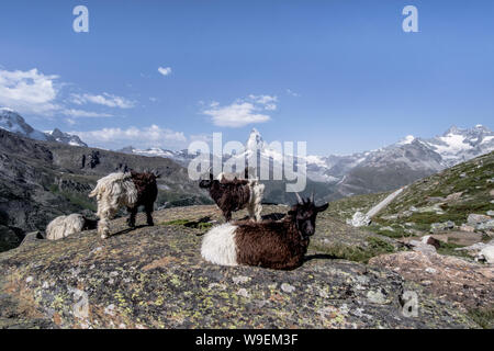 Schöne Aussicht auf das Matterhorn mit Ziegen in den Schweizer Alpen, Schweiz Stockfoto