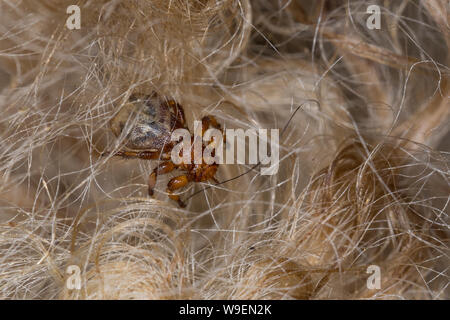 Schaflausfliege, Schaf-Lausfliege, Schaflaus, Lausfliege, Melophagus Melophagus ovinus, Montanus, Schafe ked, Laus fliegen, le Pou du mouton, le mélophage Stockfoto