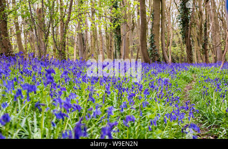 Wunderschöner Teppich mit Bleuglocken in einem englischen Wald mit Laubbäumen Stockfoto
