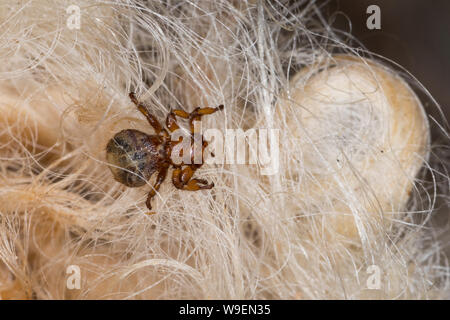 Schaflausfliege, Schaf-Lausfliege, Schaflaus, Lausfliege, Melophagus Melophagus ovinus, Montanus, Schafe ked, Laus fliegen, le Pou du mouton, le mélophage Stockfoto