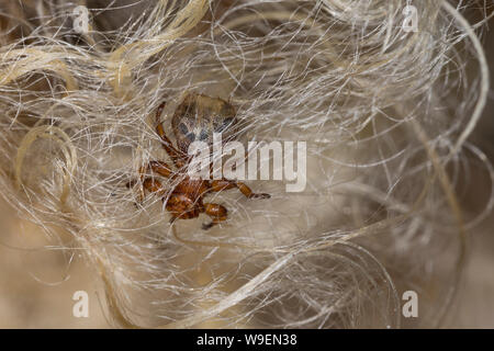 Schaflausfliege, Schaf-Lausfliege, Schaflaus, Lausfliege, Melophagus Melophagus ovinus, Montanus, Schafe ked, Laus fliegen, le Pou du mouton, le mélophage Stockfoto