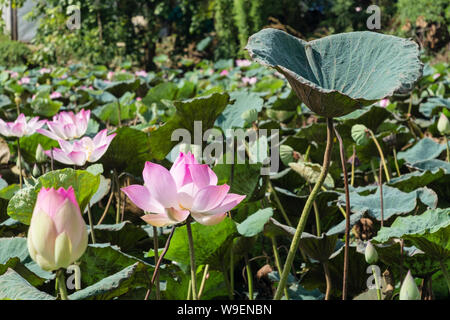 Heilige Lotusblumen (Nelumbo nucifera) blühen in einem Teich im ländlichen Kambodscha, Südostasien Stockfoto