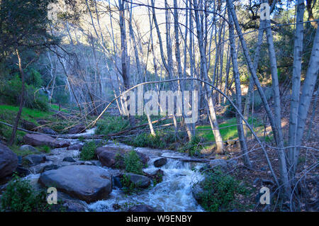 Sonnenlicht bricht durch die Bäume über einen seichten Fluss Stockfoto