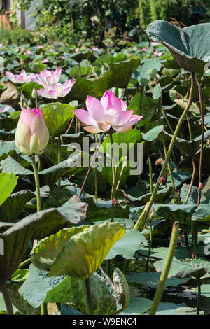 Heilige Lotusblumen (Nelumbo nucifera) blühen in einem Teich im ländlichen Kambodscha, Südostasien Stockfoto