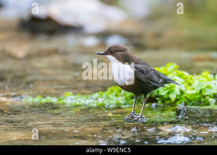 Den Pendelarm in der fluss Walkham, Dartmoor, Devon. Von der Seite. Stockfoto