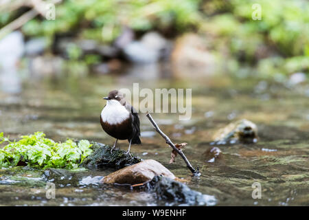 Den Pendelarm in der fluss Walkham, Dartmoor, Devon. Auge Abdeckung nach unten. Stockfoto