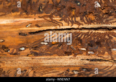 Borkenkäfer in einem Baum Stockfoto