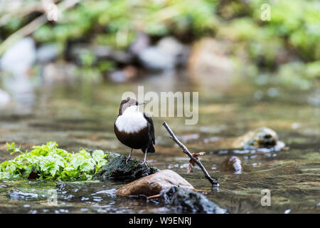 Den Pendelarm in der fluss Walkham, Dartmoor, Devon. Stockfoto